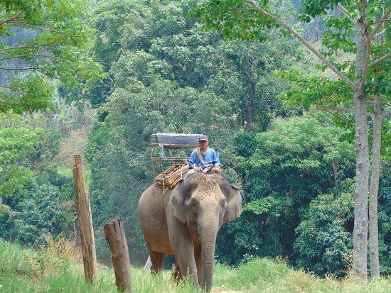 Pong Yang Elephant Camp